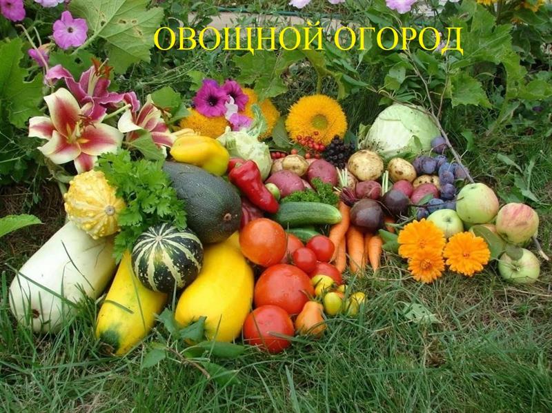 Муниципальная Экостанция. Занятие по теме «Картотека «Овощной огород».